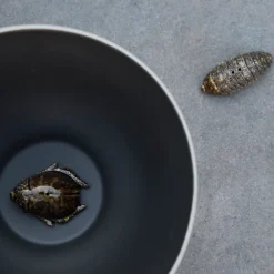 Byon Salt- & pepper shaker beetles, Brown Outlet